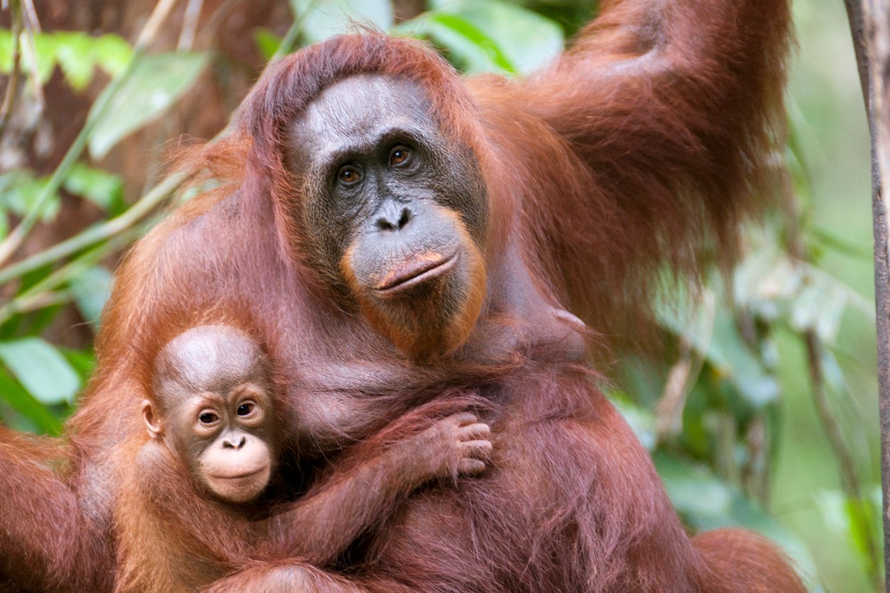 A Mother of orangutan  and her little son (few month) at Semenggoh NP in Sarawak Borneo